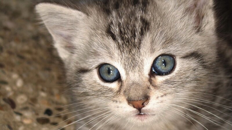 close-up of a tabby kitten