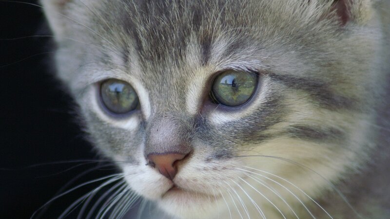 close-up of a tabby kitten