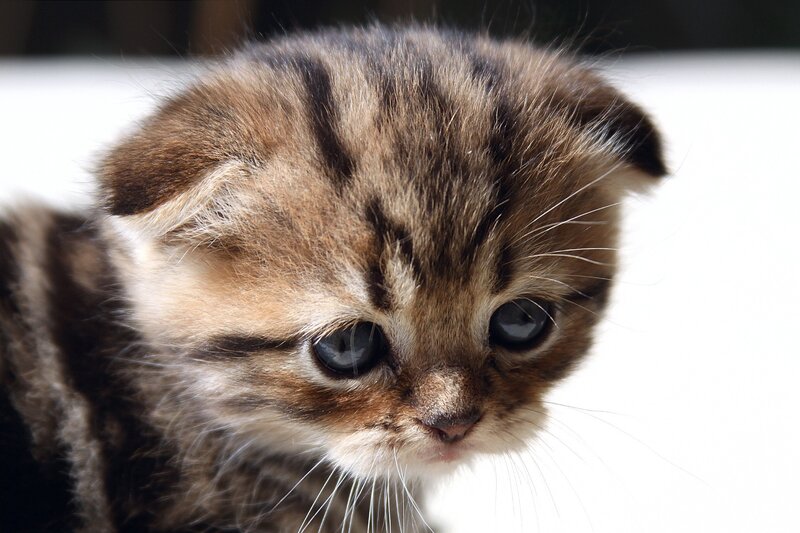 close-up of a tabby kitten