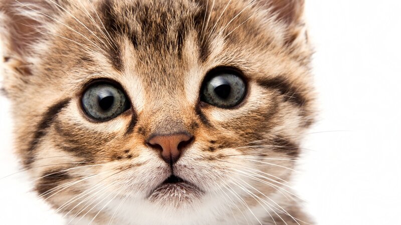 close-up of a tabby kitten