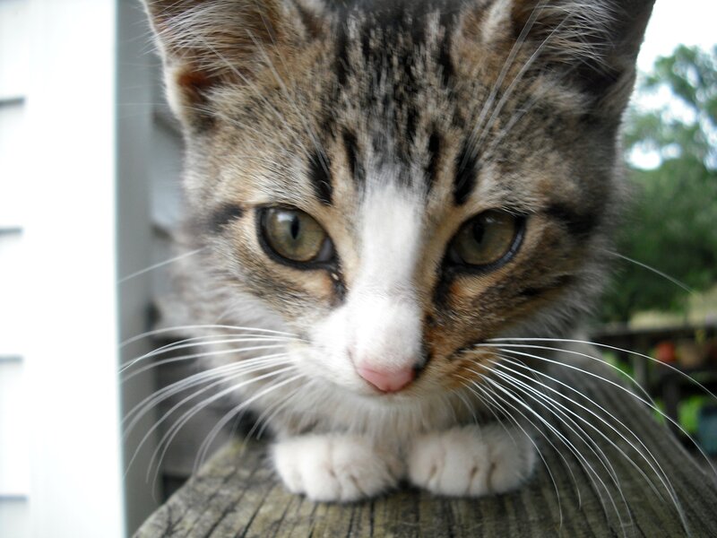 close-up of a tabby kitten