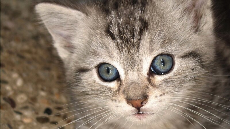 close-up of a tabby kitten