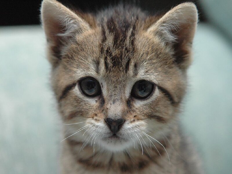 close-up of a tabby kitten