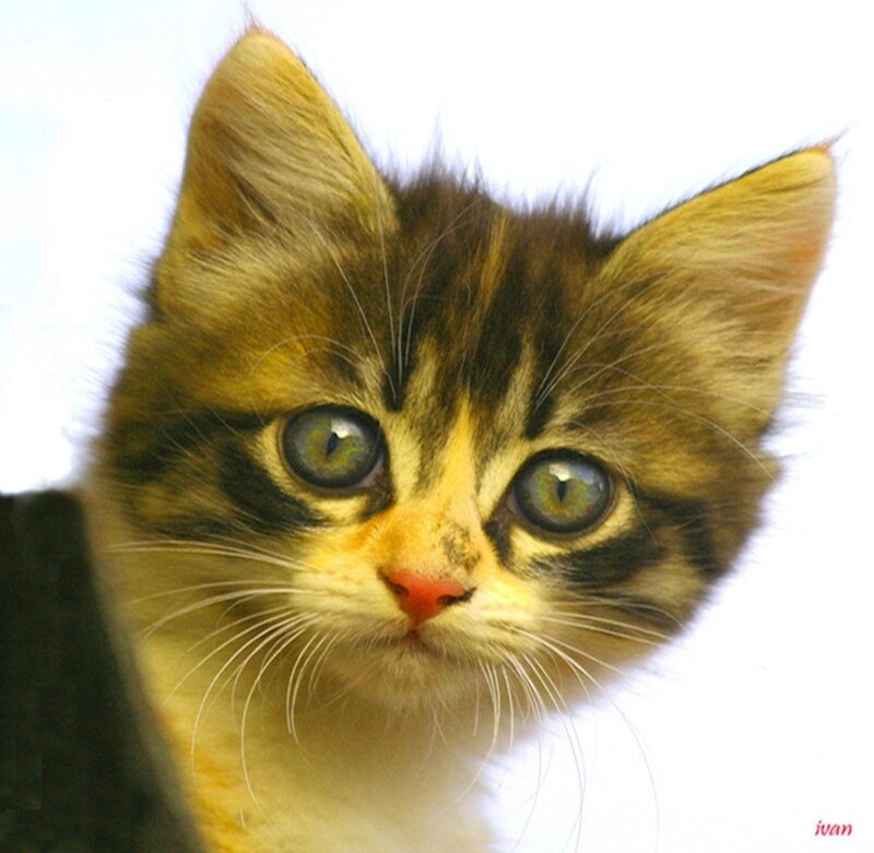 close-up of a tabby kitten