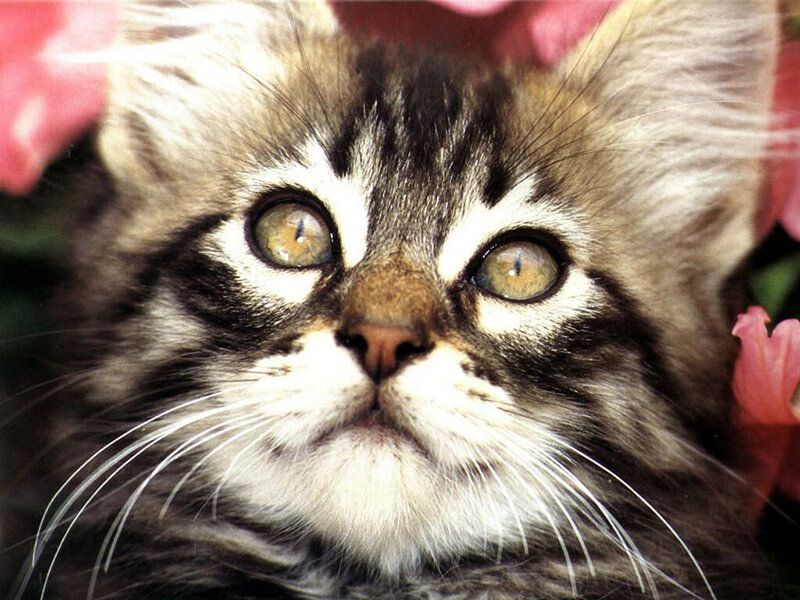 close-up of a tabby kitten