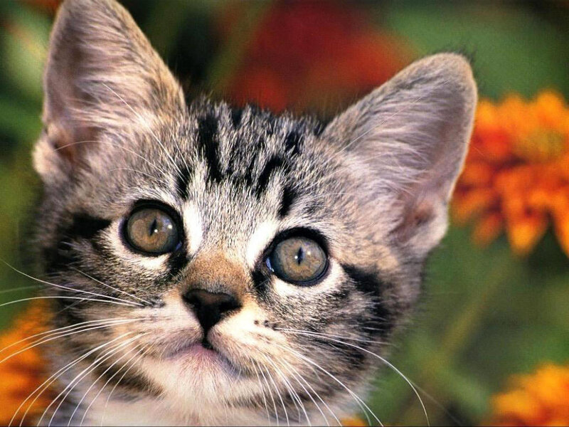 close-up of a tabby kitten