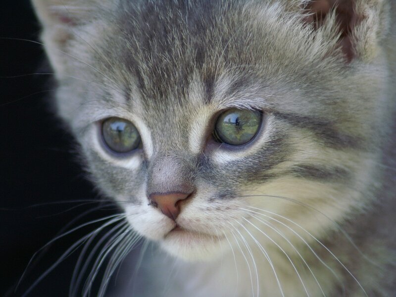 close-up of a tabby kitten