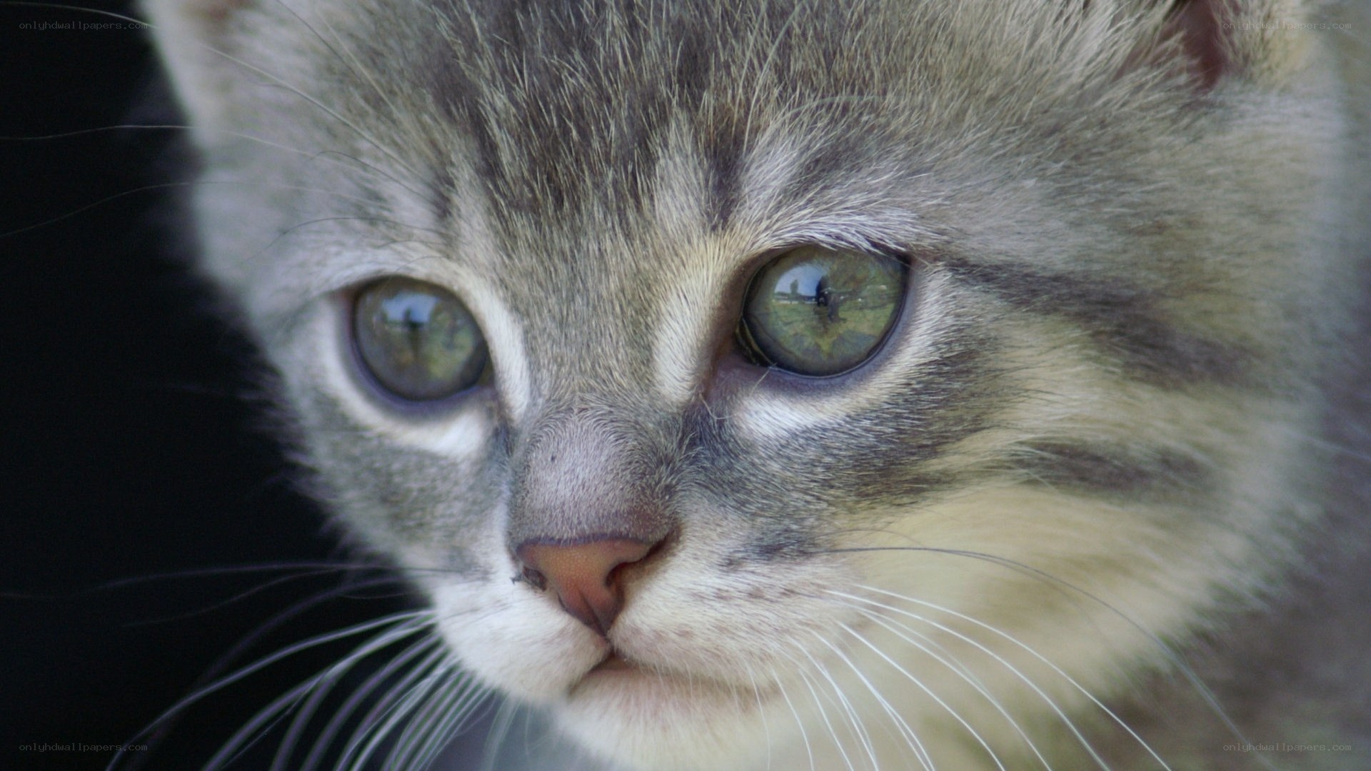 close-up of a tabby kitten