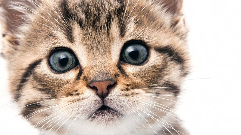 close-up of a tabby kitten