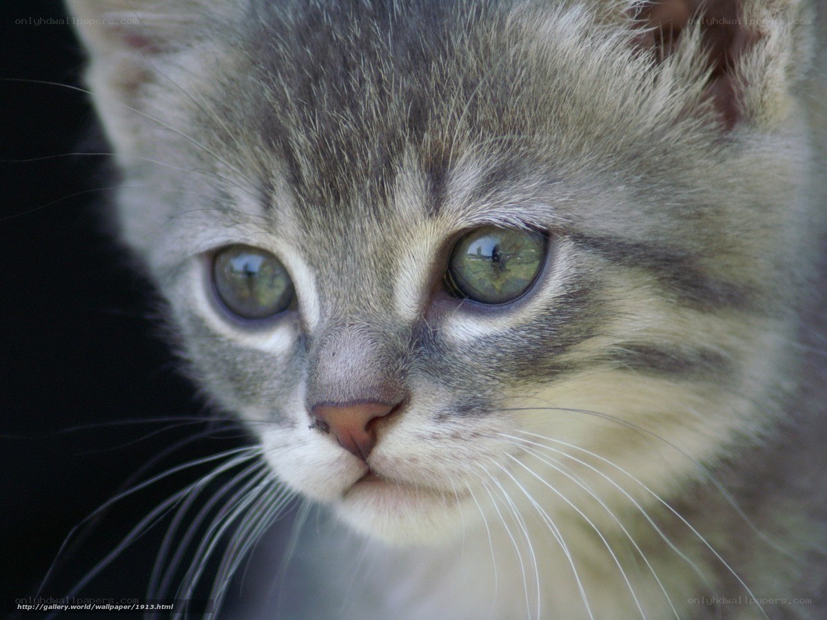 close-up of a tabby kitten
