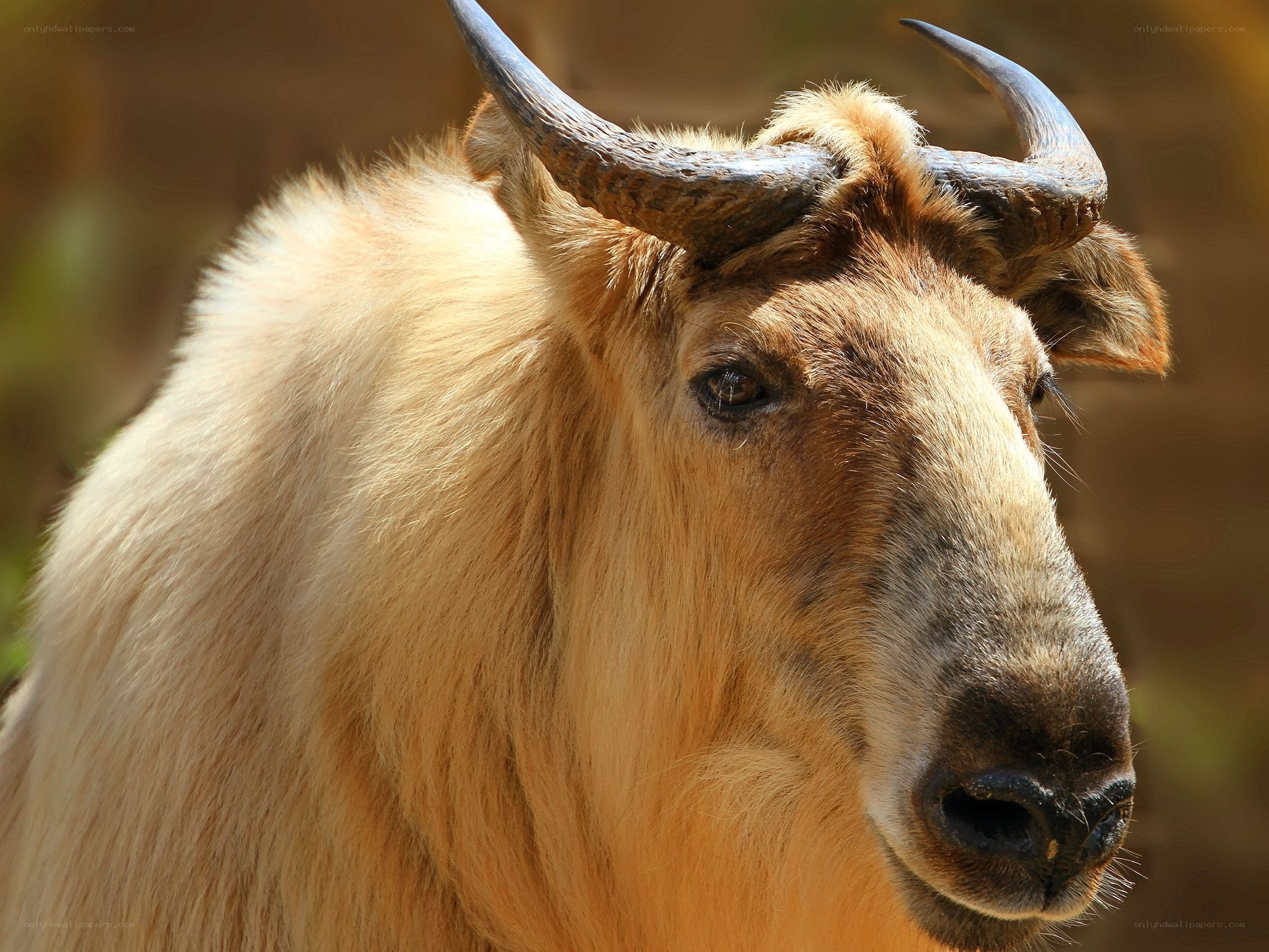 close-up of a takin