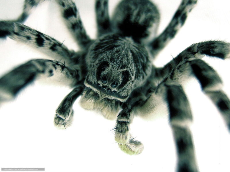 Close-up of a Tarantula — Black, Intense