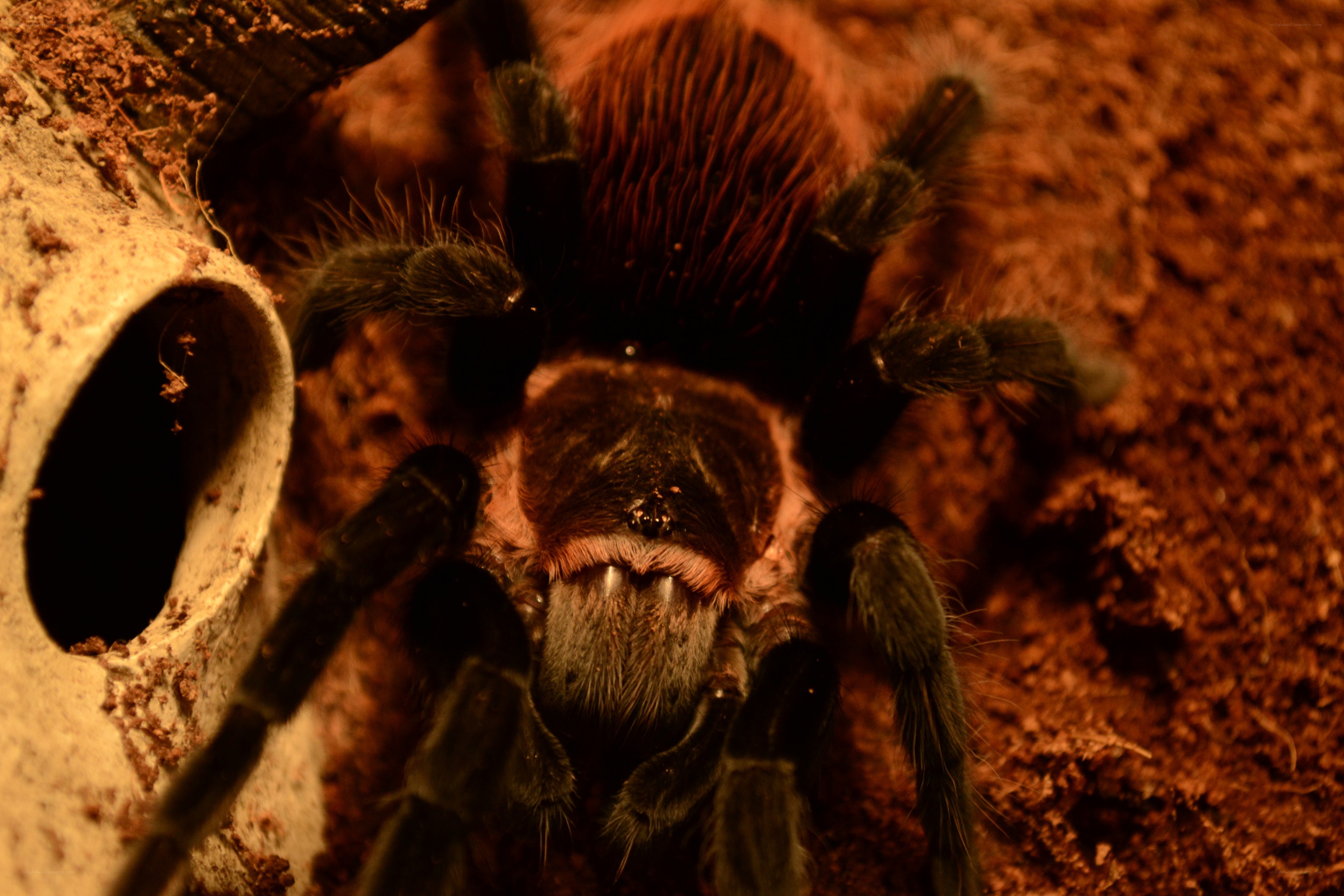 close-up of a tarantula