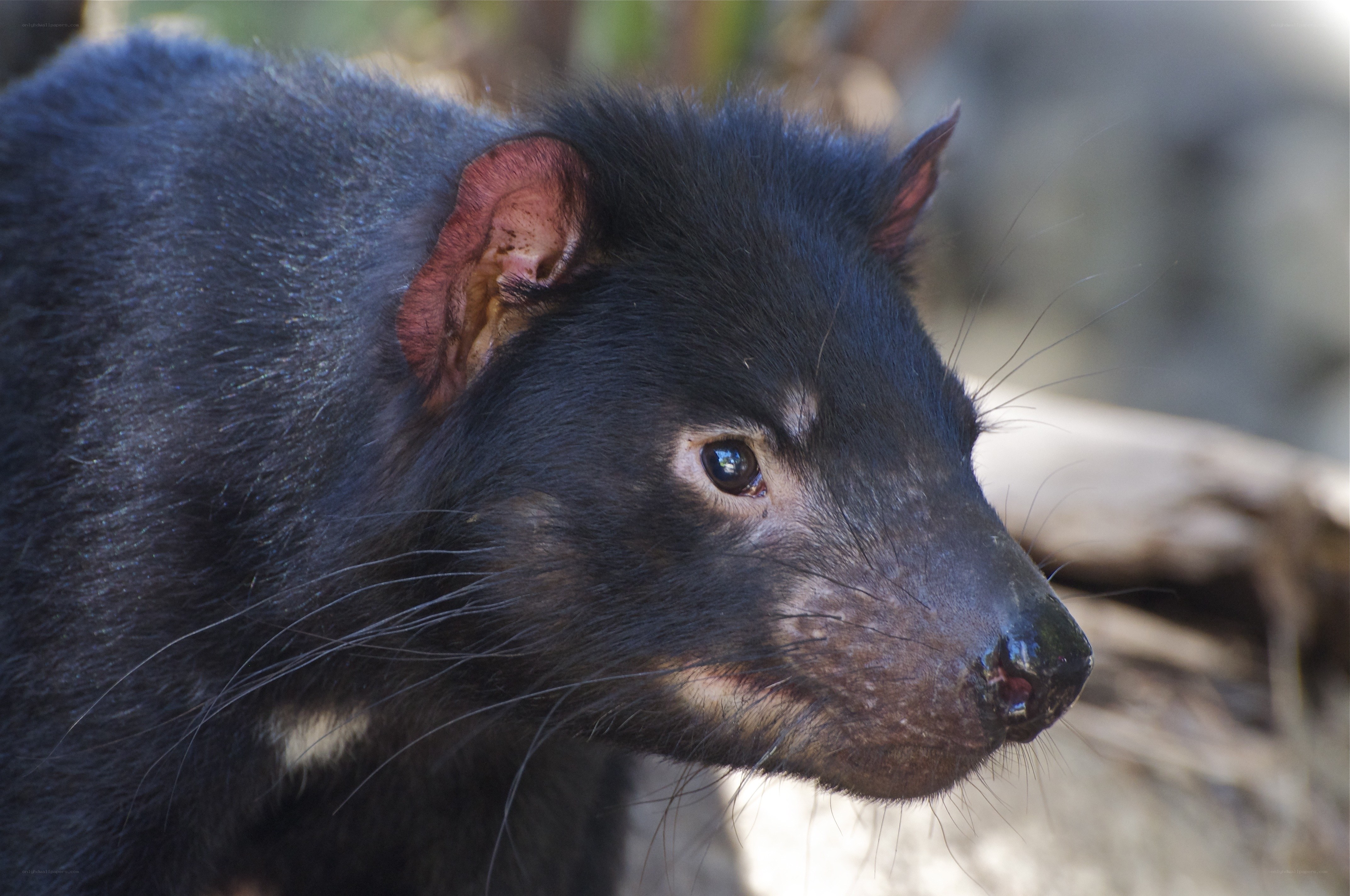Close-up of a Tasmanian devil