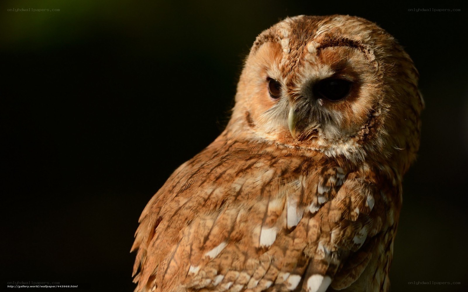 Close-up of a tawny owl