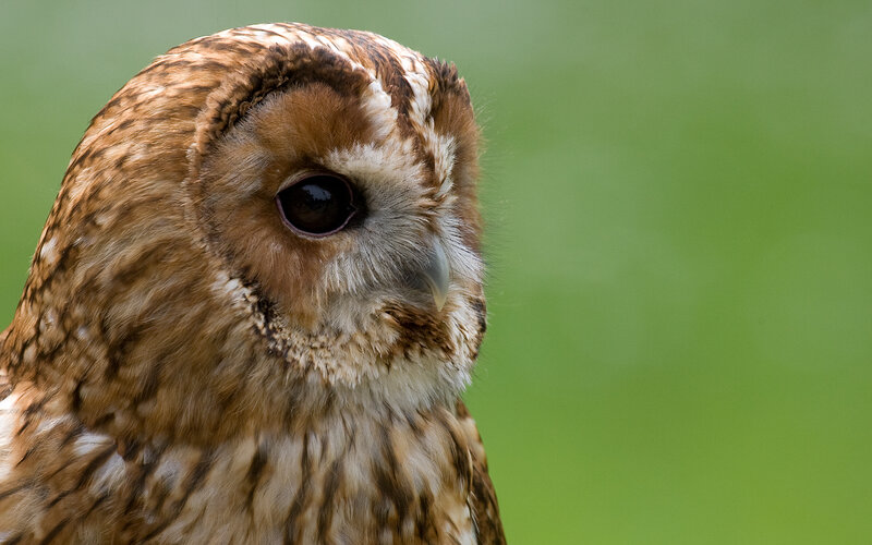 close-up of a tawny owl