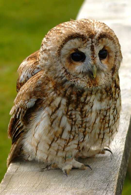 Close-up of a tawny owl