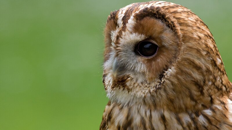 close-up of a tawny owl