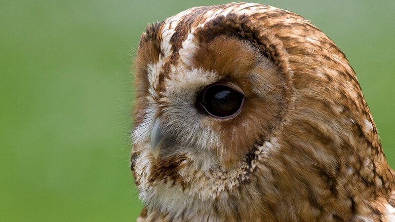 close-up of a tawny owl