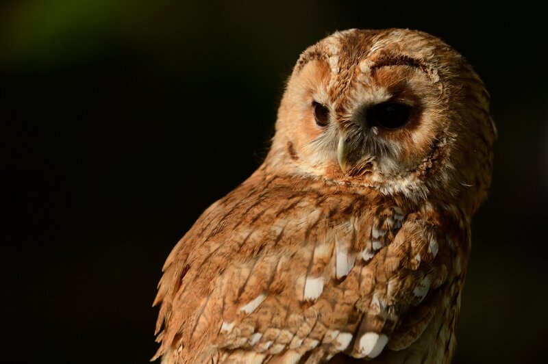 Close-up of a tawny owl