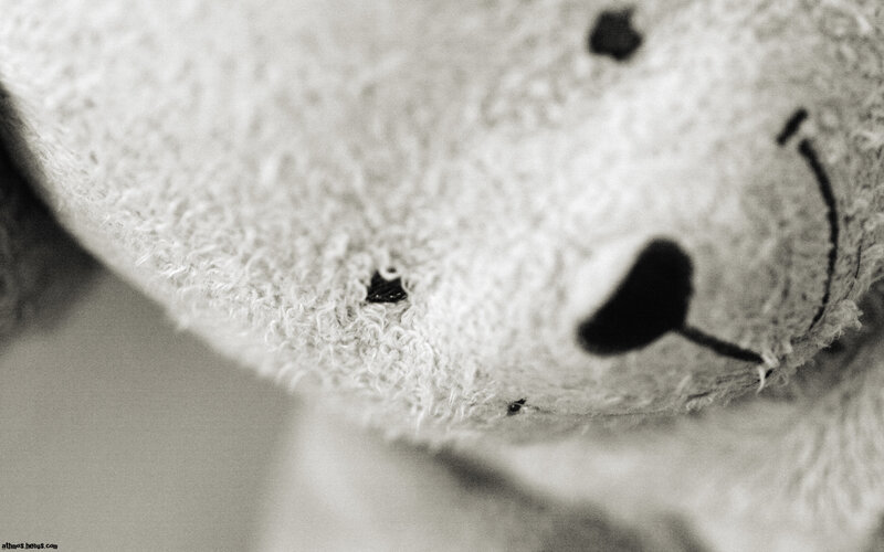 close-up of a teddy bear face