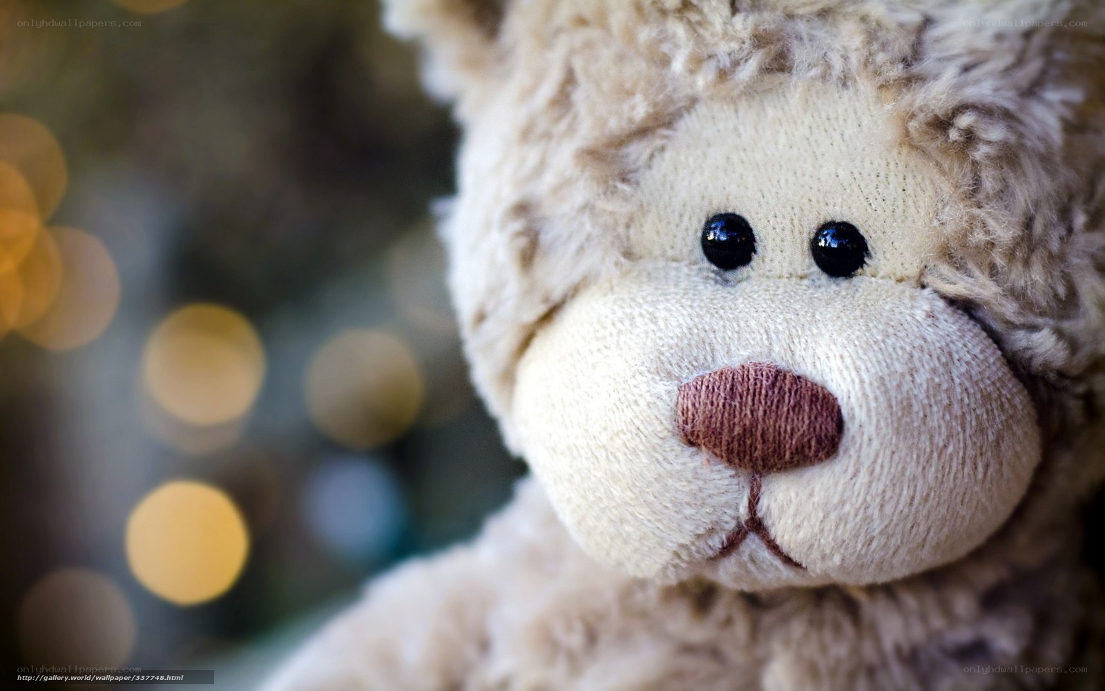close-up of a teddy bear