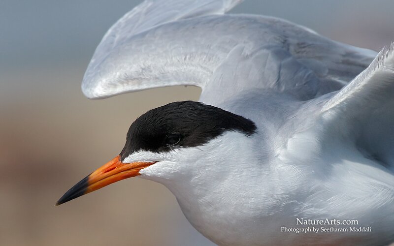 close-up of a tern bird