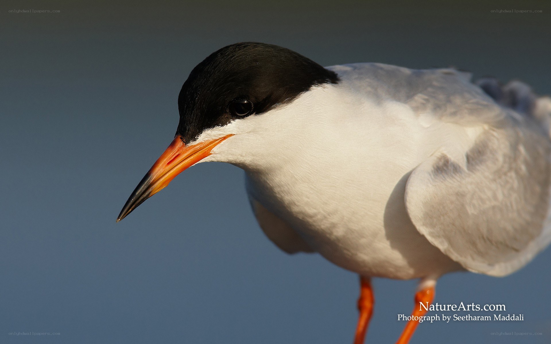 close-up of a tern bird