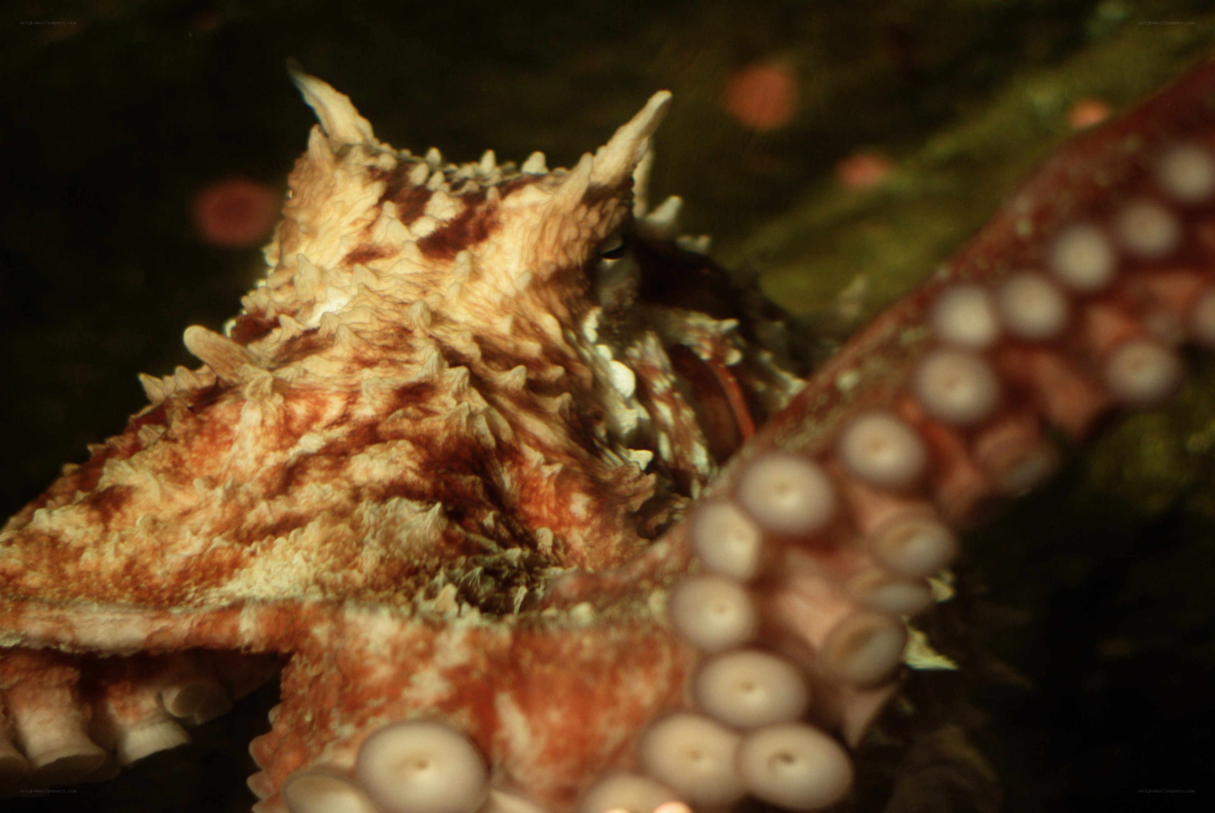 Close-up of a textured octopus