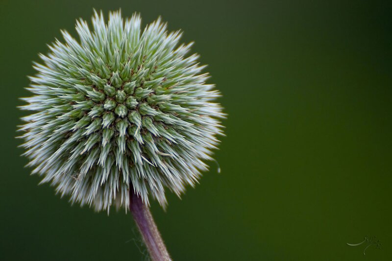 Close-up of a thistle flower