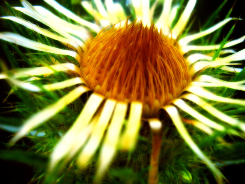 Close-up of a thistle flower