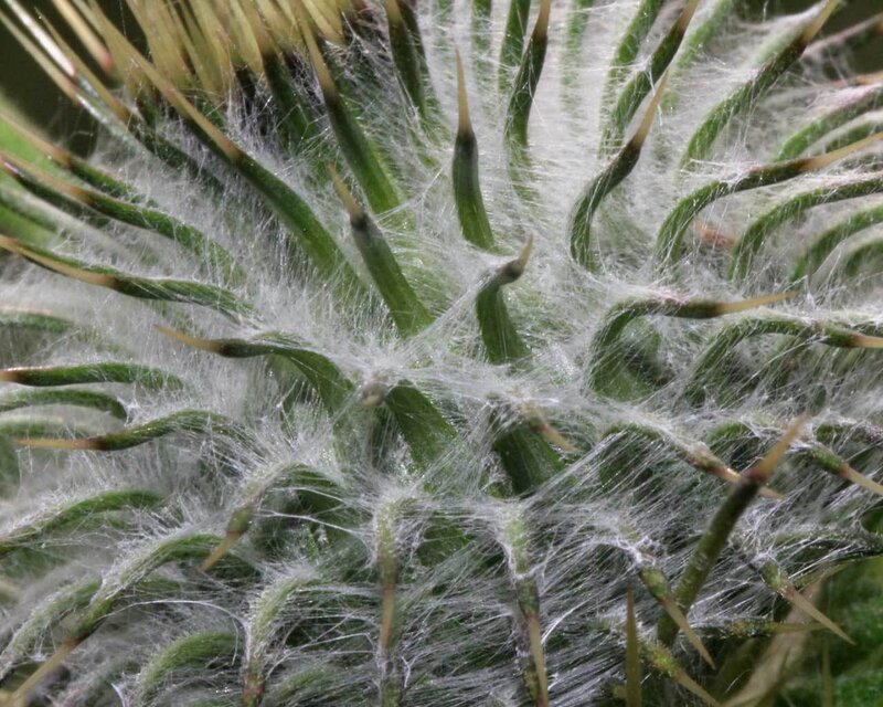 Close-up of a thistle flower