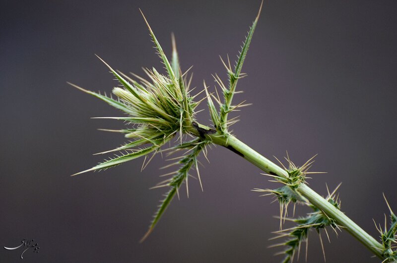 Close-up of a thistle plant