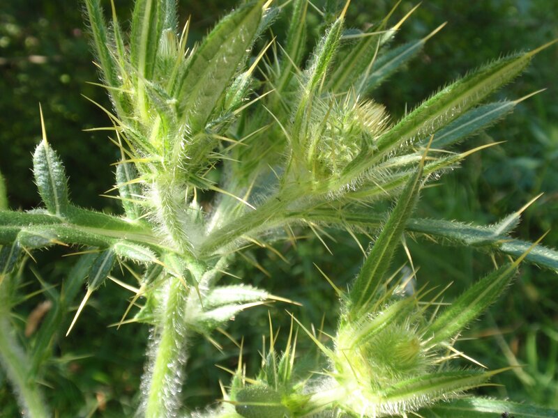 Close-up of a thistle plant