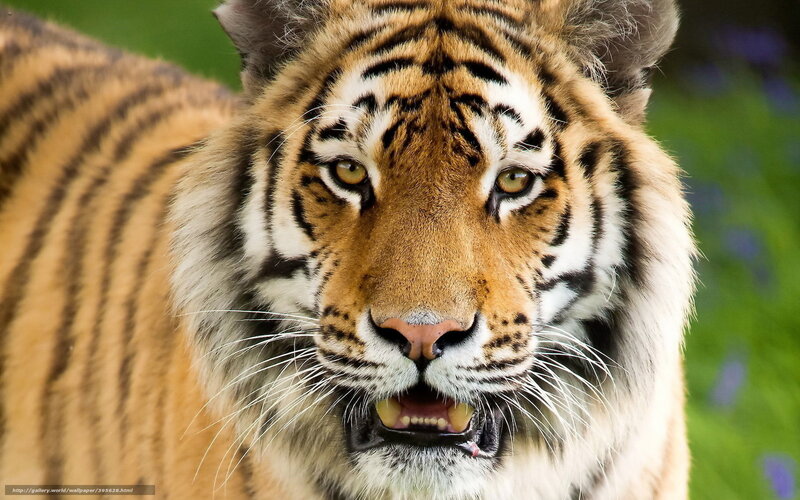 Close-up of a tiger