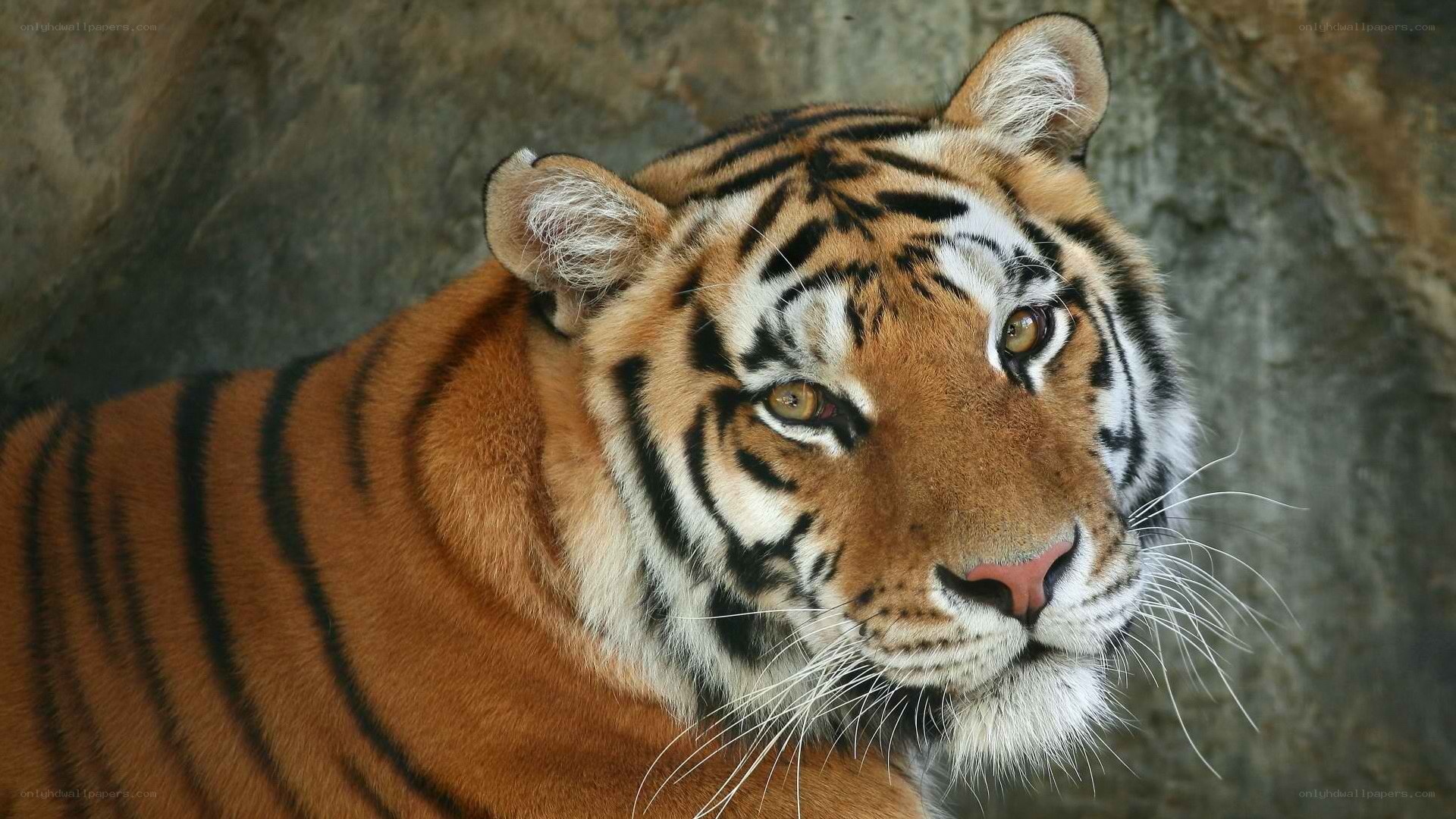 close-up of a tiger
