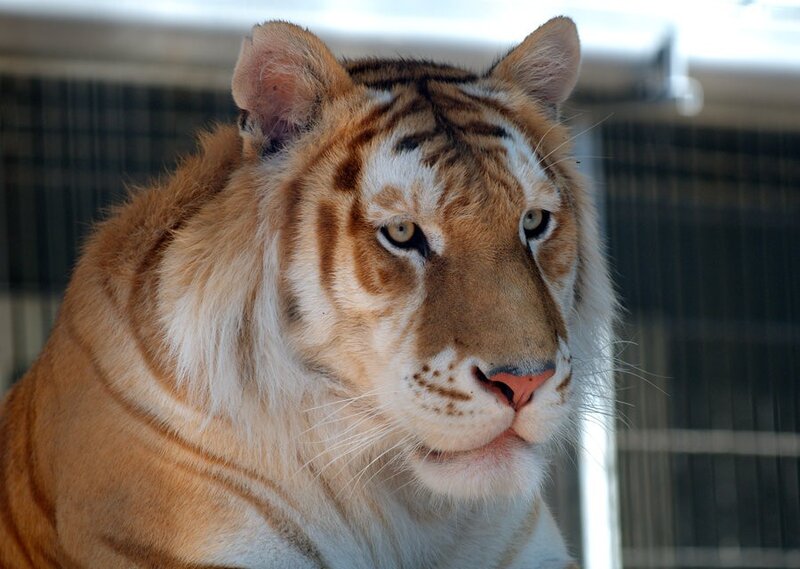 close-up of a tiger