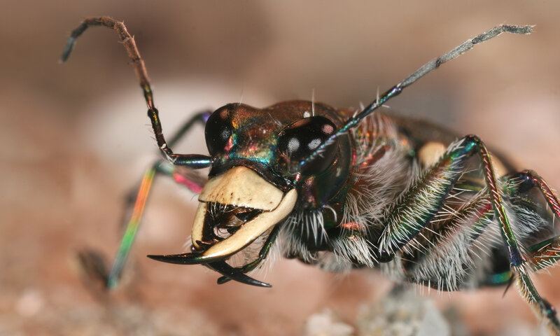 close-up of a tiger beetle