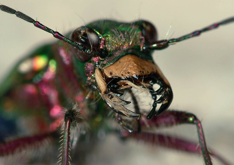 close-up of a tiger beetle