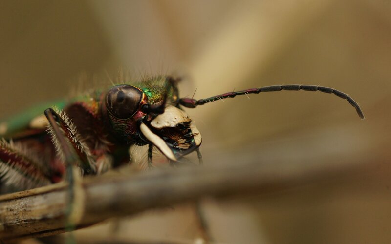 close-up of a tiger beetle