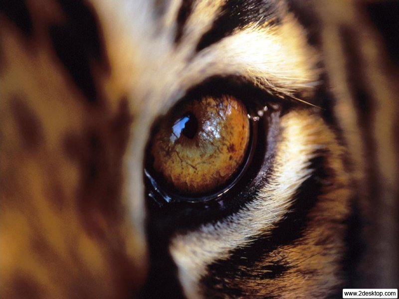 Close-up of a tiger's eye