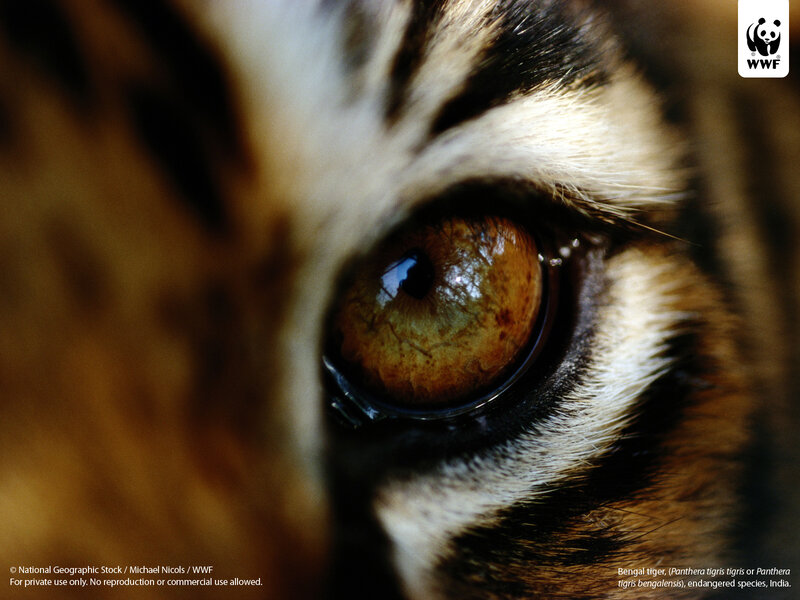 Close-up of a tiger's eye