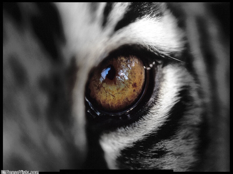 Close-up of a tiger's eye