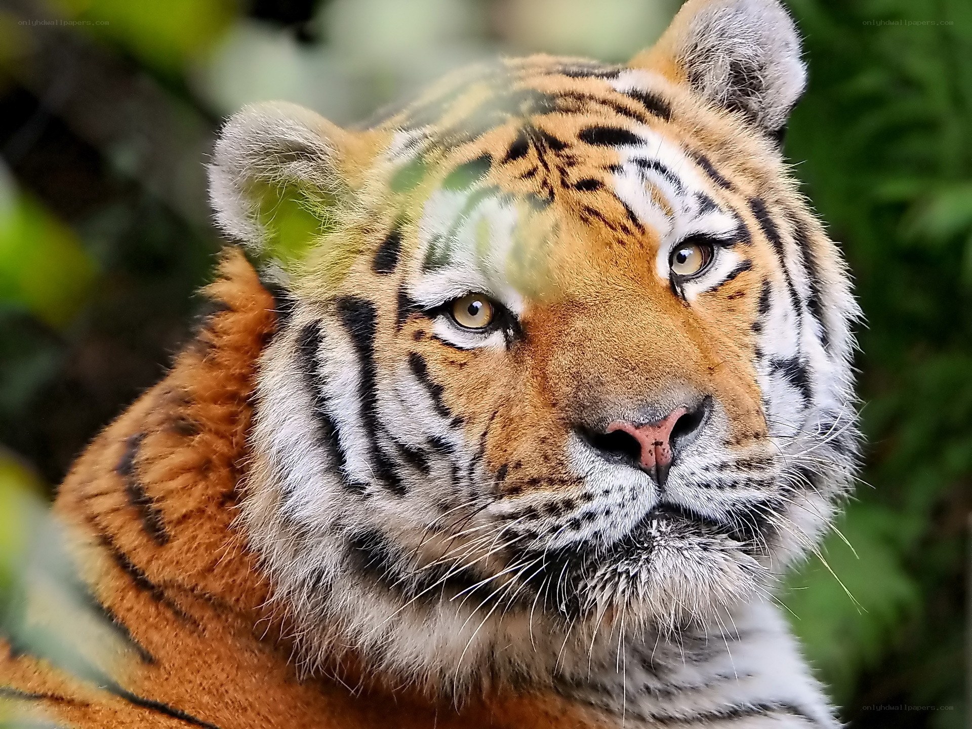 Close-up of a tiger's face