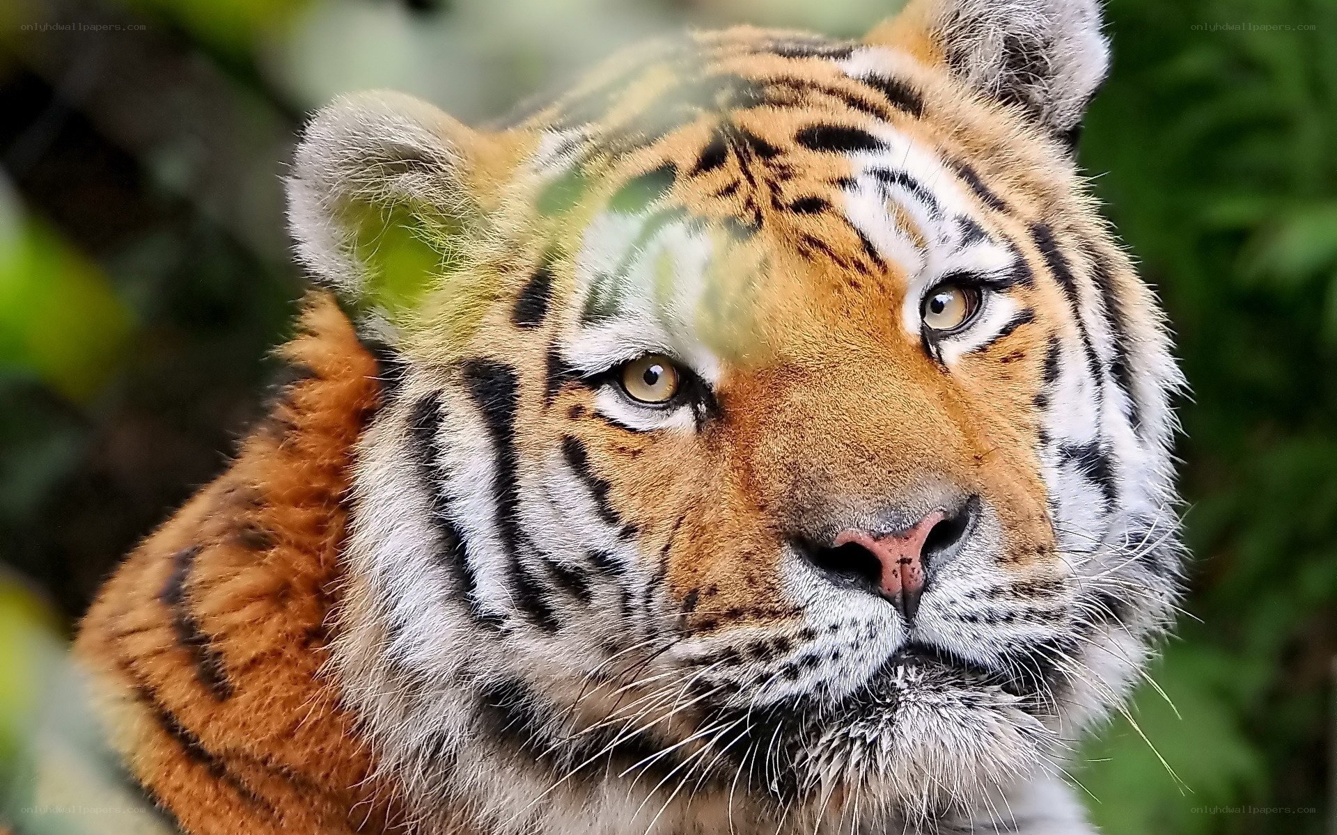Close-up of a tiger's face
