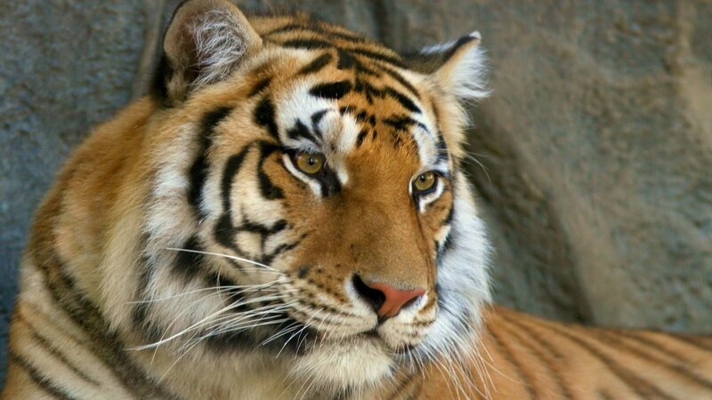 Close-up of a tiger's face