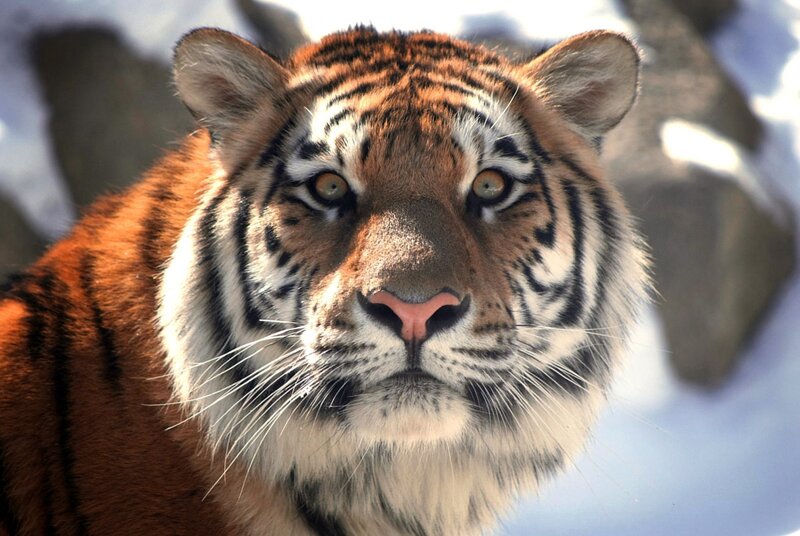 Close-up of a tiger's face