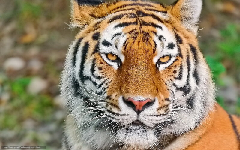 Close-up of a tiger's face