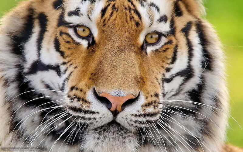 Close-up of a tiger's face