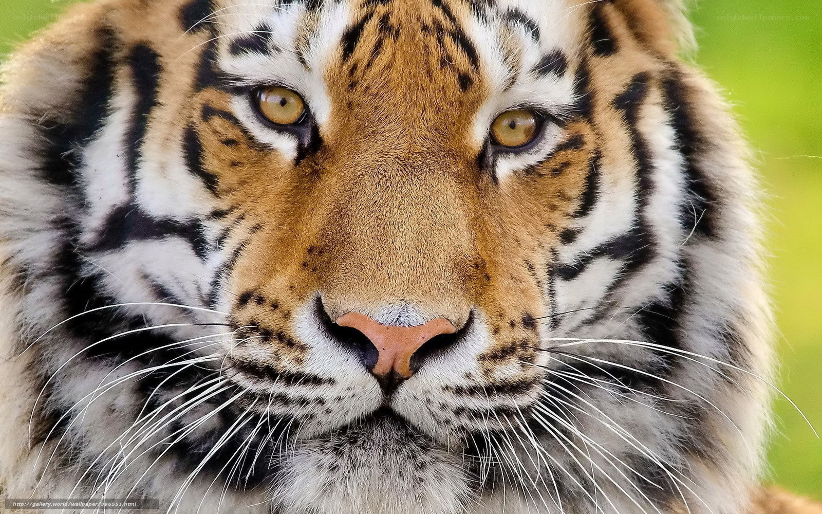 Close-up of a tiger's face